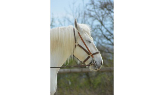 Enrênements, Caveçons & Surfaix | Vente en ligne ✅